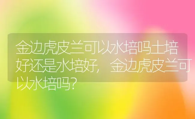 金边虎皮兰可以水培吗土培好还是水培好,金边虎皮兰可以水培吗？ | 养殖常见问题