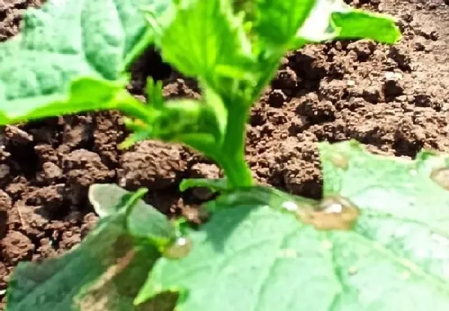 植物常识问题|种黄瓜苗需要施底肥吗（黄瓜苗移栽后缓苗后怎样施肥）