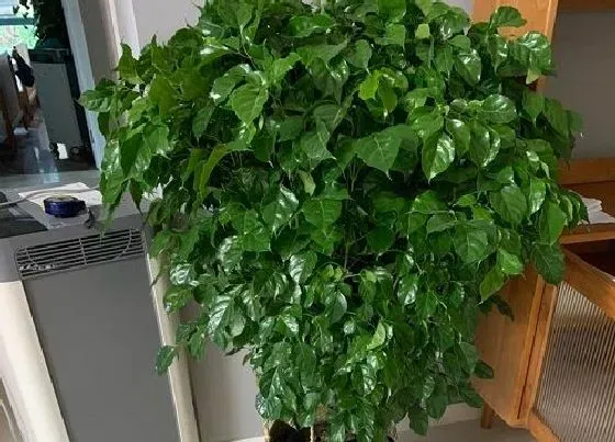 植物常识问题|绿宝树的风水作用和摆放禁忌 摆放风水讲究