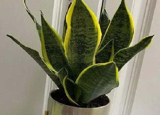 植物常识问题|虎皮兰叶片软怎么办 如何养护青翠挺拔