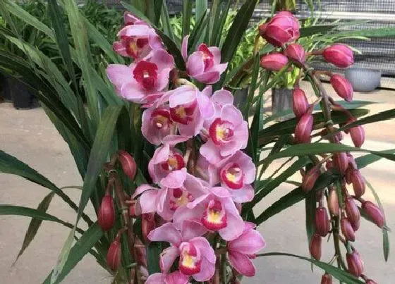 植物常识问题|兰花新芽不长了该怎么处理