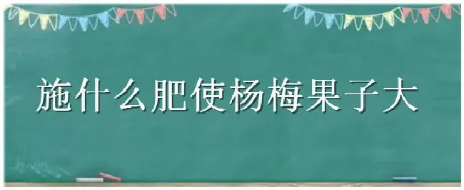 施什么肥使杨梅果子大 | 生活常识