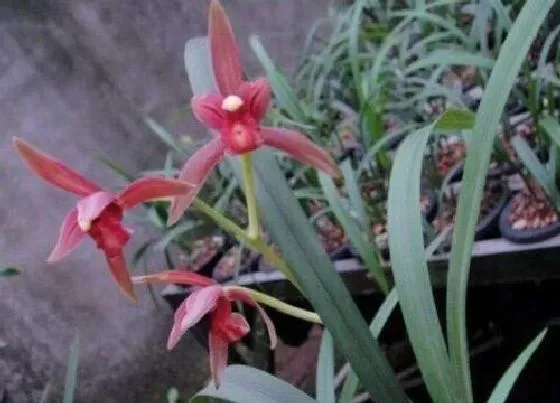 植物常识问题|兰花能不能全用硬植料栽种