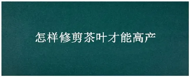 怎样修剪茶叶才能高产 | 生活常识