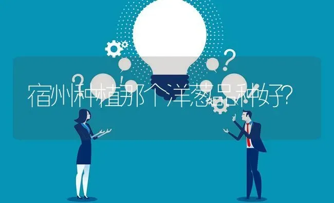 宿州种植那个洋葱品种好? | 养殖问题解答