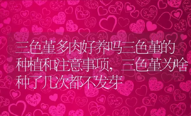 三色堇多肉好养吗三色堇的种植和注意事项,三色堇为啥种了几次都不发芽 | 养殖常见问题