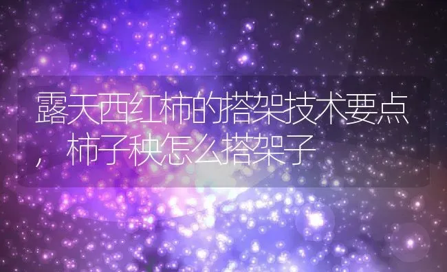 露天西红柿的搭架技术要点,柿子秧怎么搭架子 | 养殖常见问题