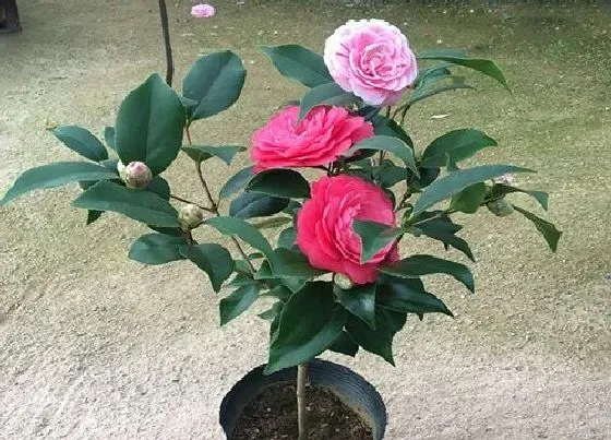 植物常识问题|家里茶花怎么养殖才长得好（新手必看家庭养法和注意事项）