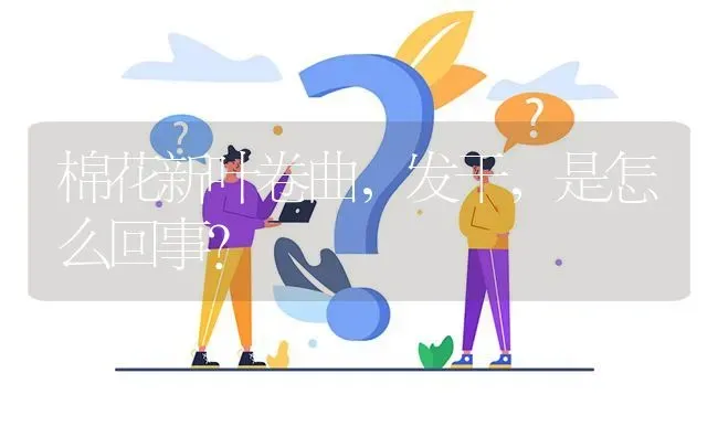 棉花新叶卷曲,发干,是怎么回事? | 养殖问题解答