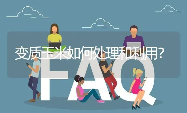 变质玉米如何处理和利用? | 养殖问题解答