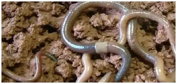 蚯蚓哪里挖 | 科普知识