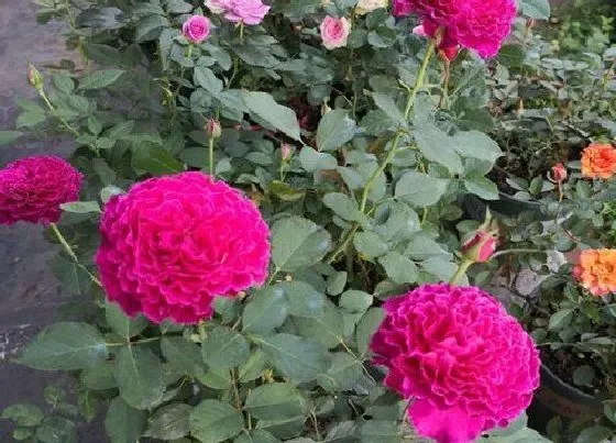 植物常识问题|月季修剪后黑杆是什么原因造成的