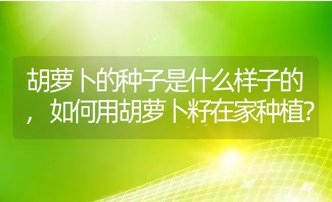 胡萝卜的种子是什么样子的,如何用胡萝卜籽在家种植？ | 养殖常见问题