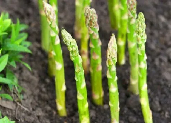 植物常识问题|芦笋的种植方法