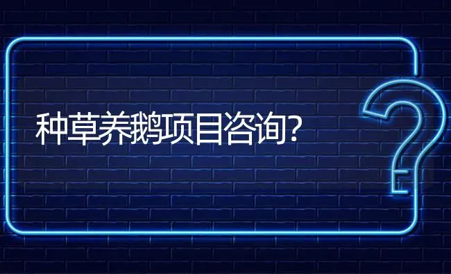 种草养鹅项目咨询? | 养殖问题解答