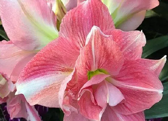 植物常识问题|朱顶红为什么只长叶子不开花