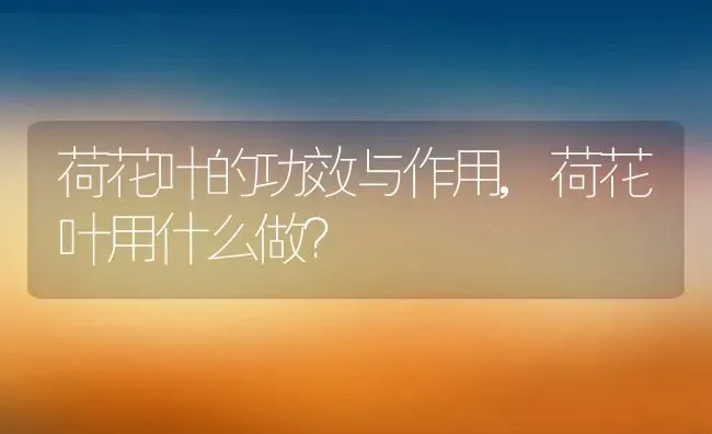 荷花叶的功效与作用,荷花叶用什么做？ | 养殖常见问题
