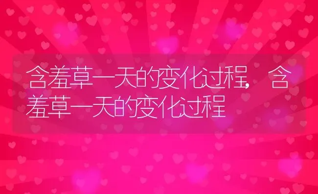 含羞草一天的变化过程,含羞草一天的变化过程 | 养殖常见问题