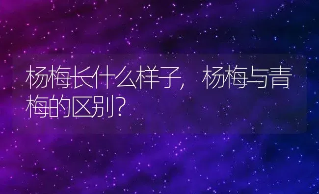 杨梅长什么样子,杨梅与青梅的区别？ | 养殖常见问题