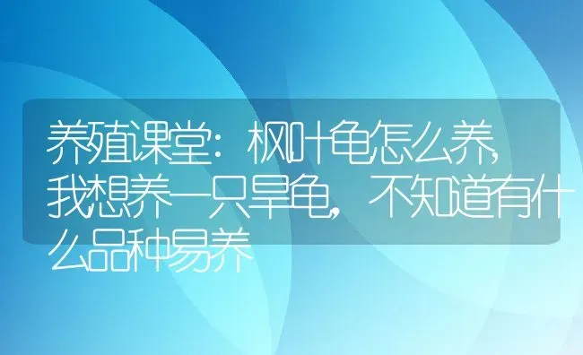 养殖课堂:枫叶龟怎么养,我想养一只旱龟，不知道有什么品种易养 | 养殖常见问题