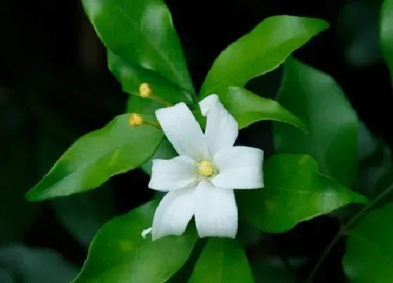 植物常识问题|九里香和七里香的区别