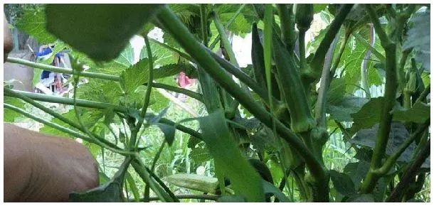 黄秋葵八月还能种植吗 | 农业答疑