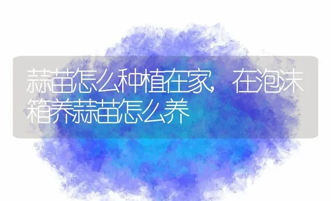 蒜苗怎么种植在家,在泡沫箱养蒜苗怎么养 | 养殖常见问题