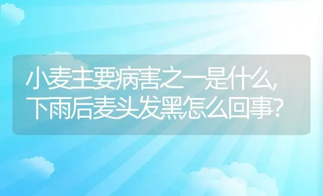 小麦主要病害之一是什么,下雨后麦头发黑怎么回事？ | 养殖常见问题