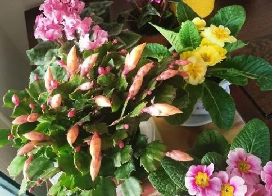 植物常识问题|休眠期的蟹爪兰如何养护