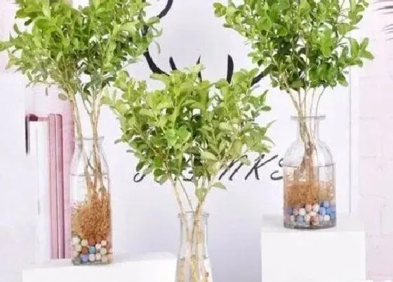 植物常识问题|米兰开完花如何修剪开花越来越多