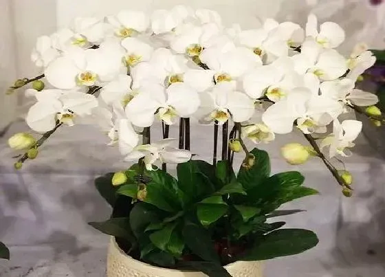 植物常识问题|夏天如何养蝴蝶兰生长旺盛状态好