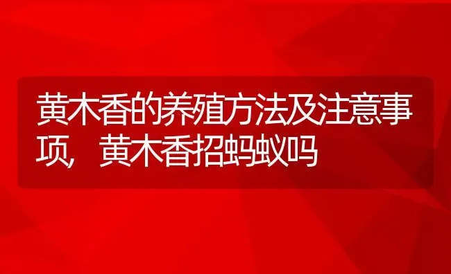 黄木香的养殖方法及注意事项,黄木香招蚂蚁吗 | 养殖常见问题