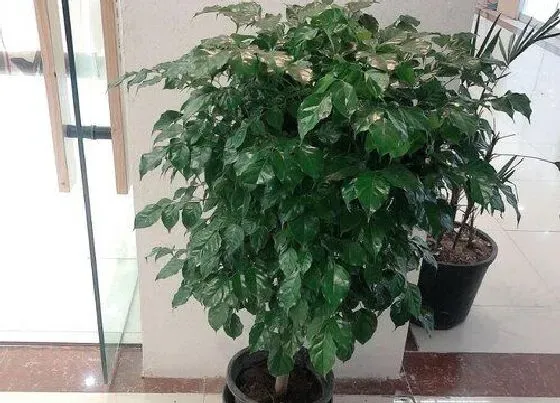 植物常识问题|绿宝树的风水作用和摆放禁忌 摆放风水讲究