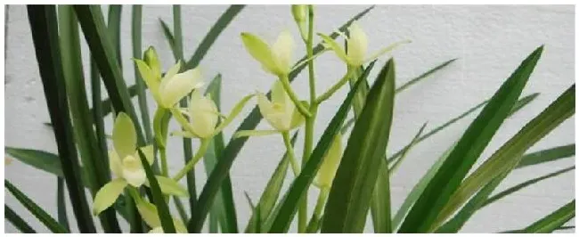 铁骨素兰花的养护 | 农业常识