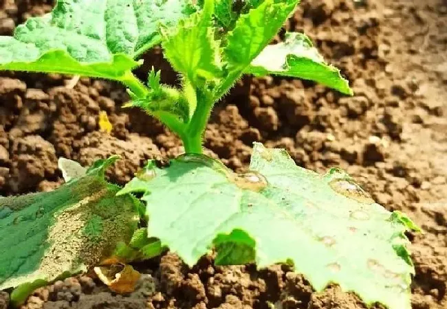 植物常识问题|种黄瓜苗需要施底肥吗（黄瓜苗移栽后缓苗后怎样施肥）