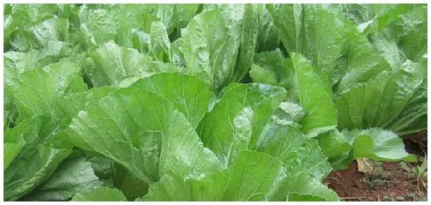 芥菜和苤蓝是一种菜吗 | 三农答疑