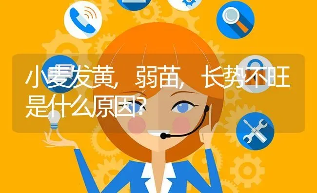 小麦发黄,弱苗,长势不旺是什么原因? | 养殖问题解答