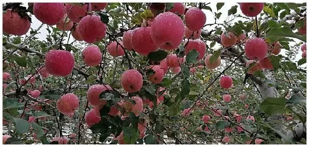 果树如何修剪 | 农业常识