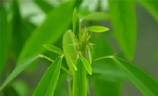 植物常识问题|世界十大珍稀植物