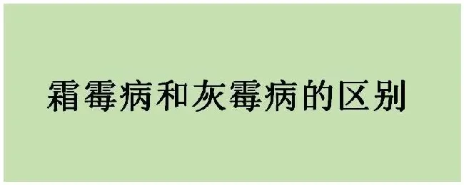 霜霉病和灰霉病的区别 | 农业常识