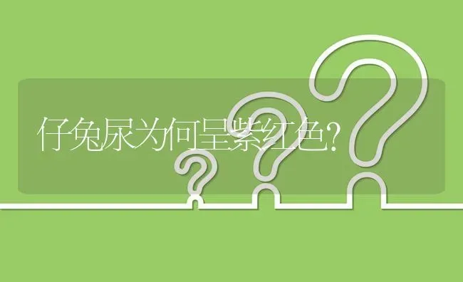 仔兔尿为何呈紫红色? | 养殖问题解答