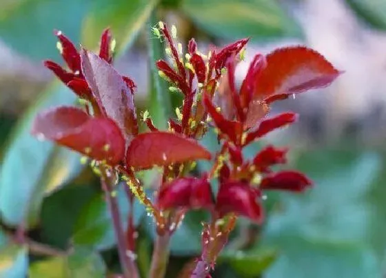 植物常识问题|花上的腻虫怎么清除 去除腻虫有什么小妙招