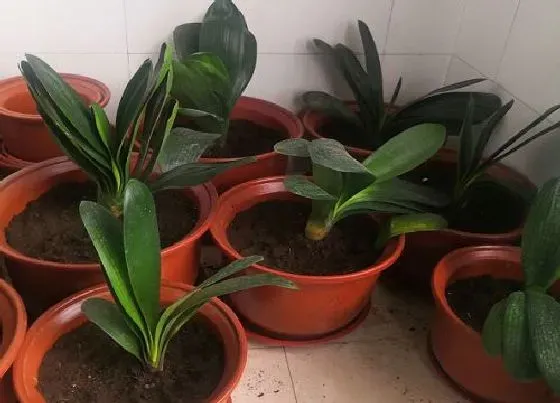 植物常识问题|君子兰新长出来的叶片发软的原因