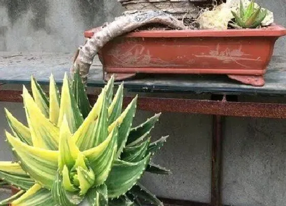 植物常识问题|夏天芦荟这样养护叶片肥厚侧芽多