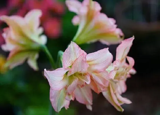 植物常识问题|朱顶红为什么只长叶子不开花
