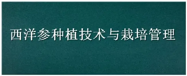 西洋参种植技术与栽培管理 | 三农问答