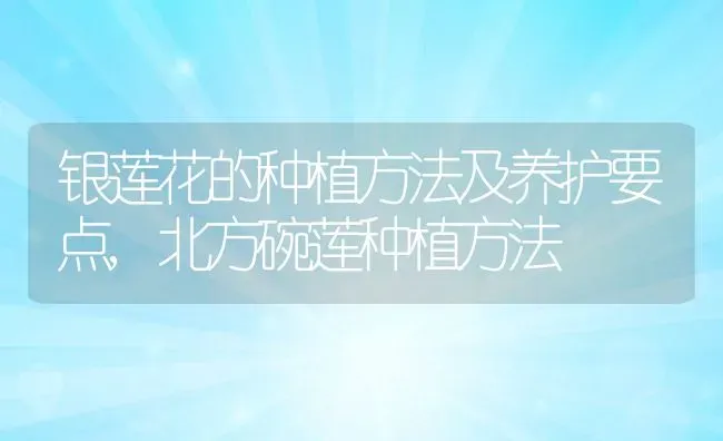 银莲花的种植方法及养护要点,北方碗莲种植方法 | 养殖常见问题