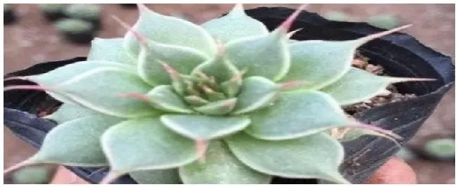 肉花怎么施肥 | 三农问答