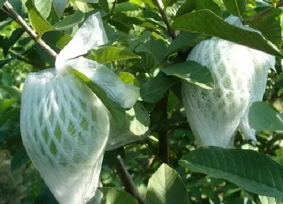 植物常识问题|塑料袋是怎样给植株保温的