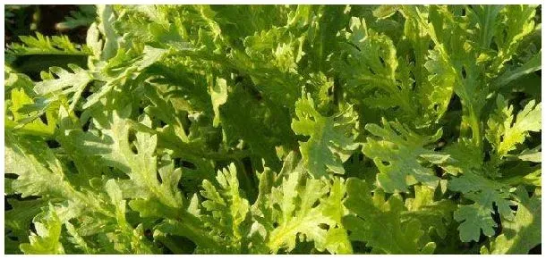 茼蒿北方可以种植吗 | 科普知识